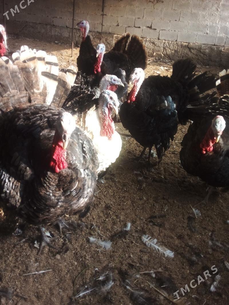 Induk - Büzmeýin - img 2