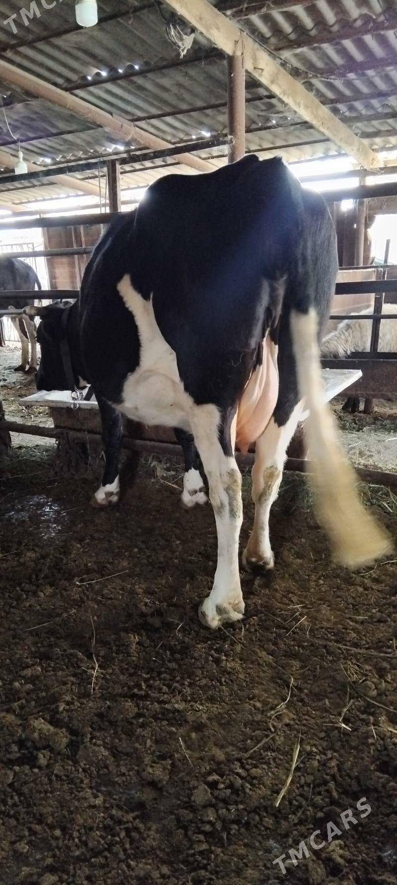 GIBRID AGYR BOGAZ SYGYR - Анев - img 4