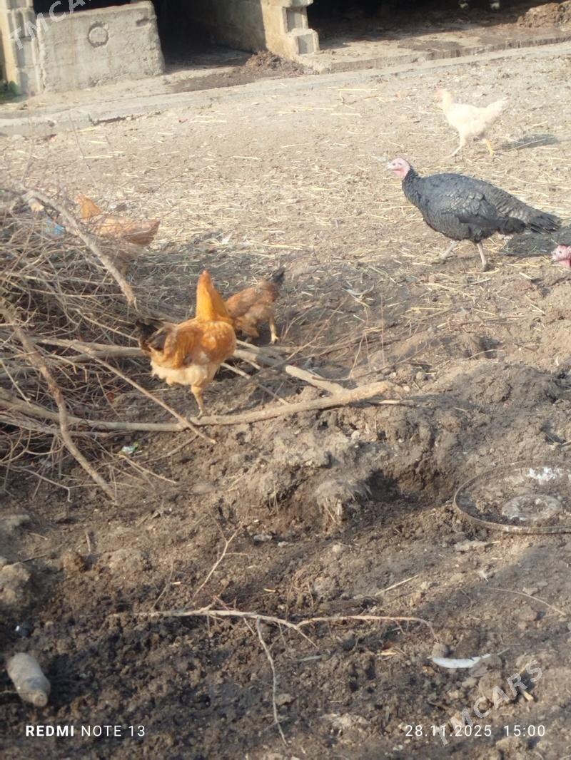 induk towuk - Бахарден - img 5