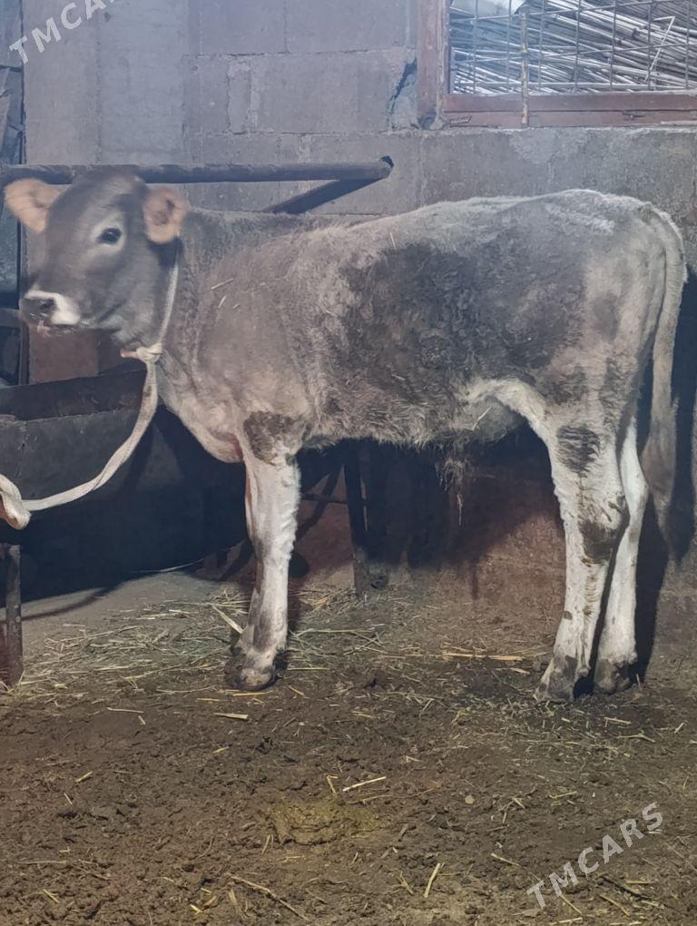 arginal śwes tohum okuz tuwe - Gökdepe - img 10