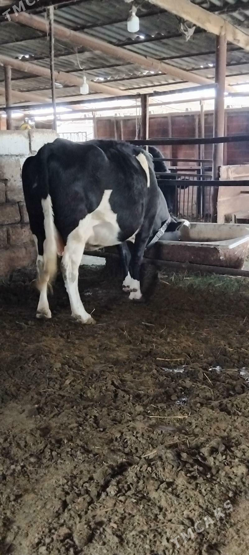 GIBRID AGYR BOGAZ SYGYR - Анев - img 2