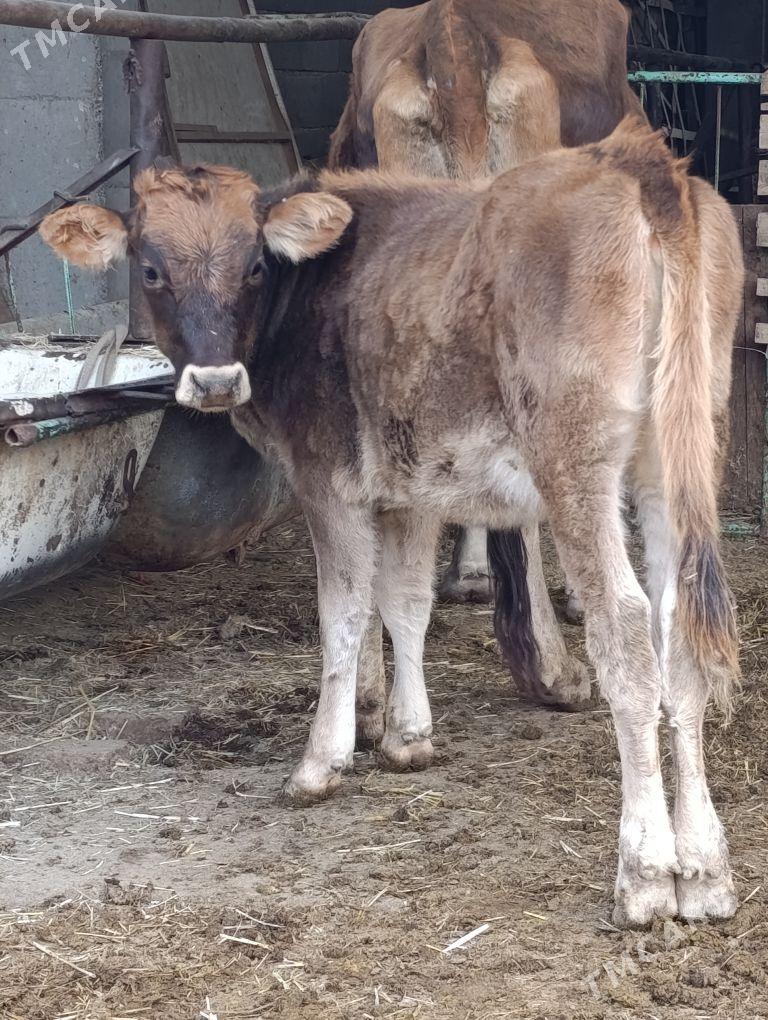 arginal śwes tohum okuz tuwe - Gökdepe - img 3