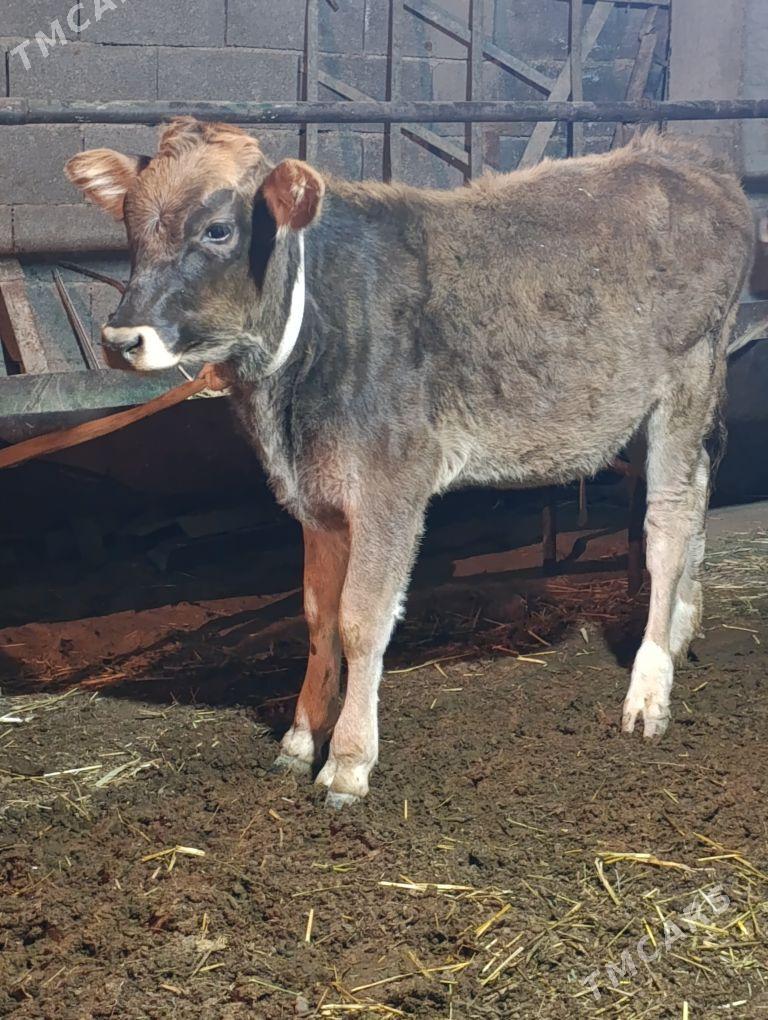 arginal śwes tohum okuz tuwe - Gökdepe - img 6