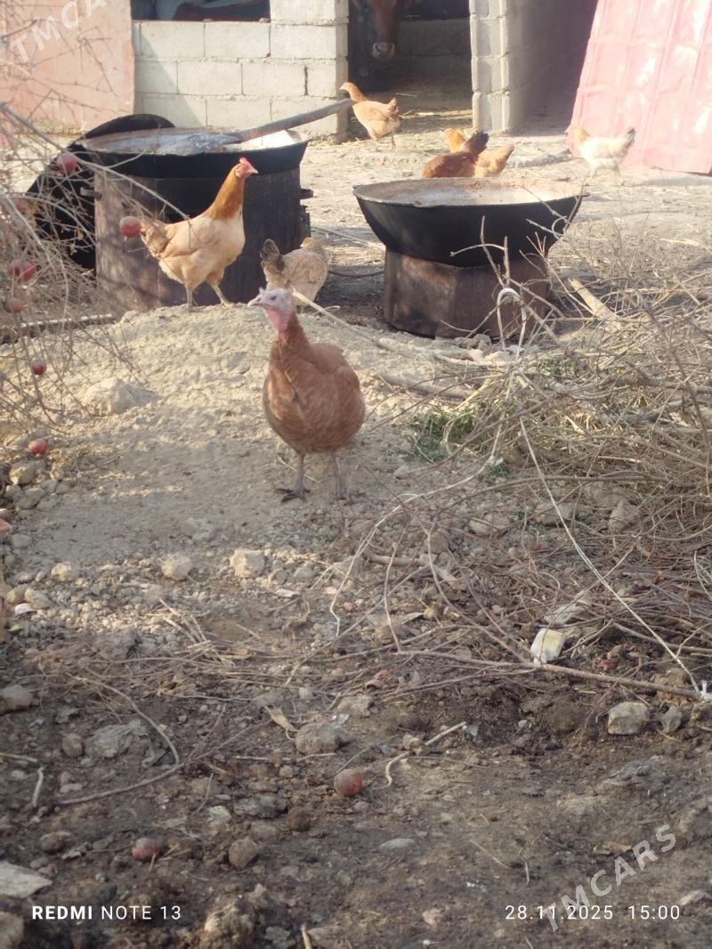 induk towuk - Бахарден - img 6