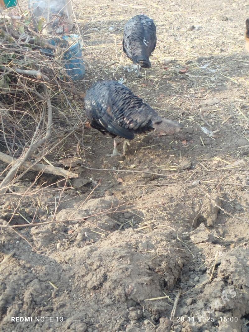 induk towuk - Бахарден - img 4