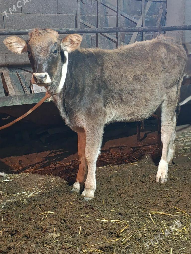 arginal śwes tohum okuz tuwe - Gökdepe - img 5