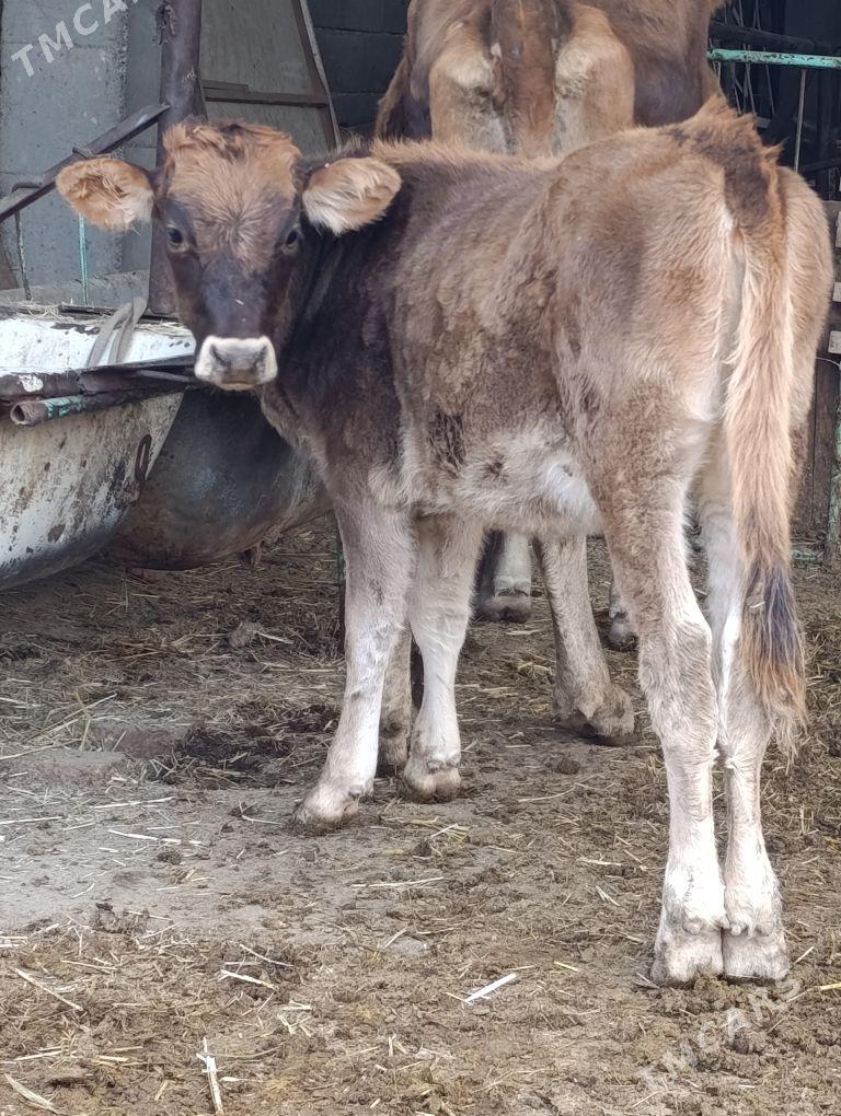 arginal śwes tohum okuz tuwe - Gökdepe - img 1