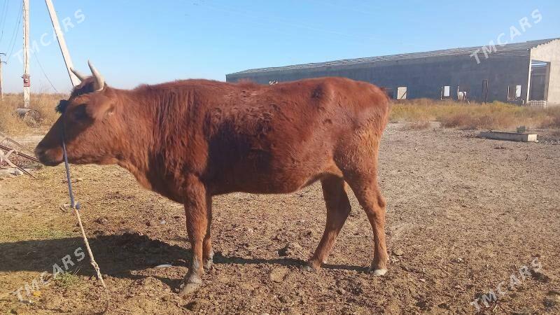 sygyr - Кака - img 3