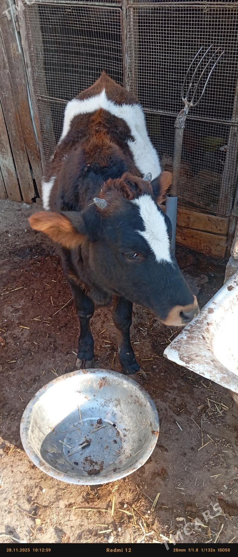 Gacar - Джебел - img 3