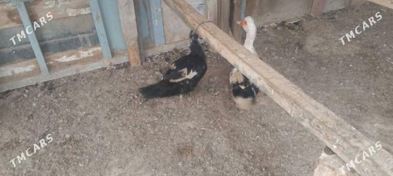 ordek - Туркменбаши - img 2