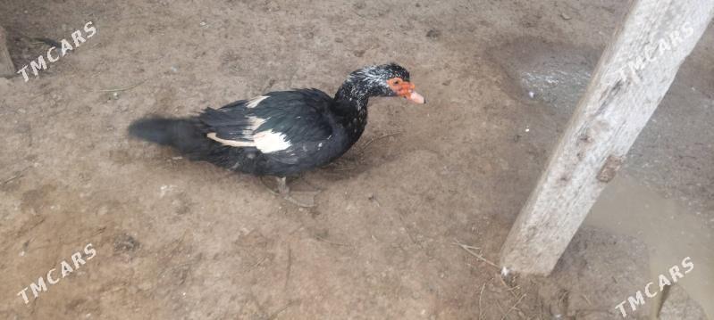 ordek - Туркменбаши - img 5