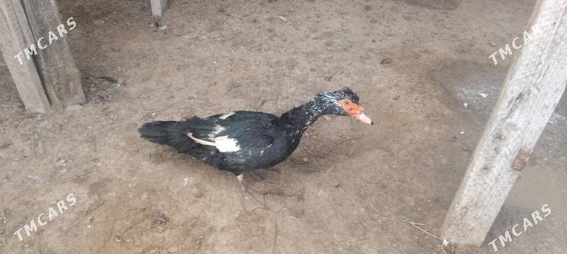 ordek - Туркменбаши - img 4