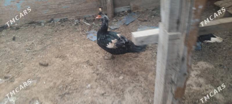 ordek - Туркменбаши - img 3