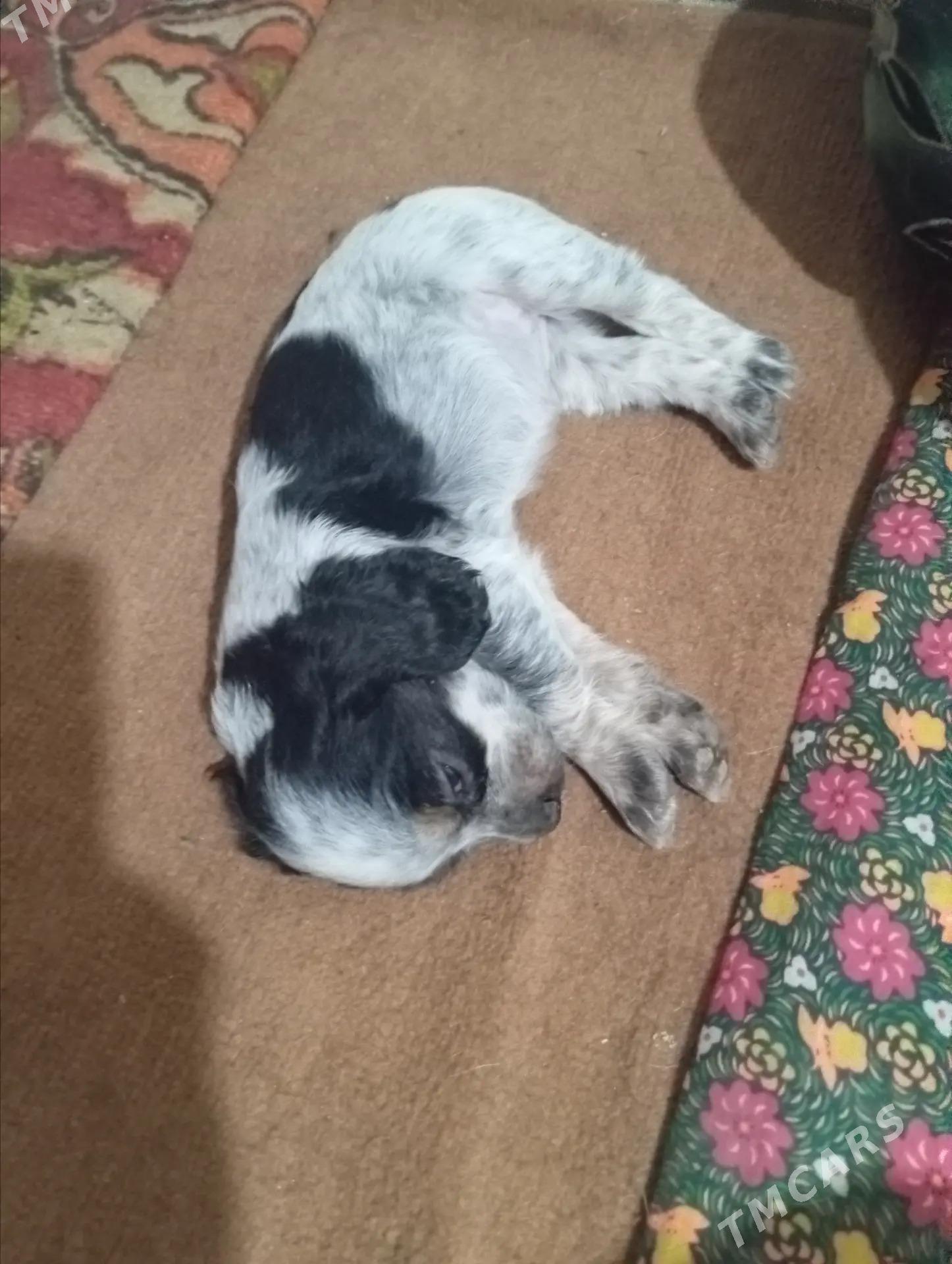 spanel ohotni - Daşoguz - img 4