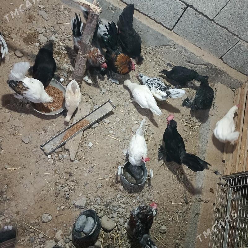 karlyk towuk - Гарадамак - img 3