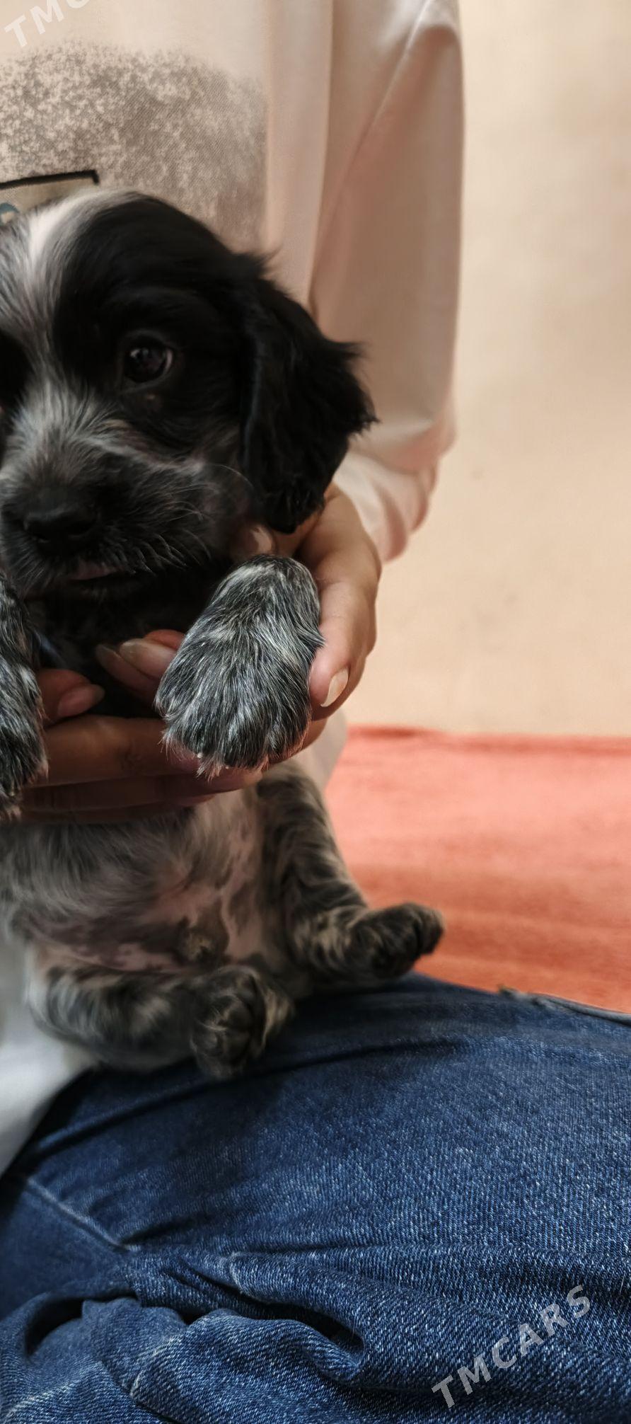 spanel ohotni - Daşoguz - img 3