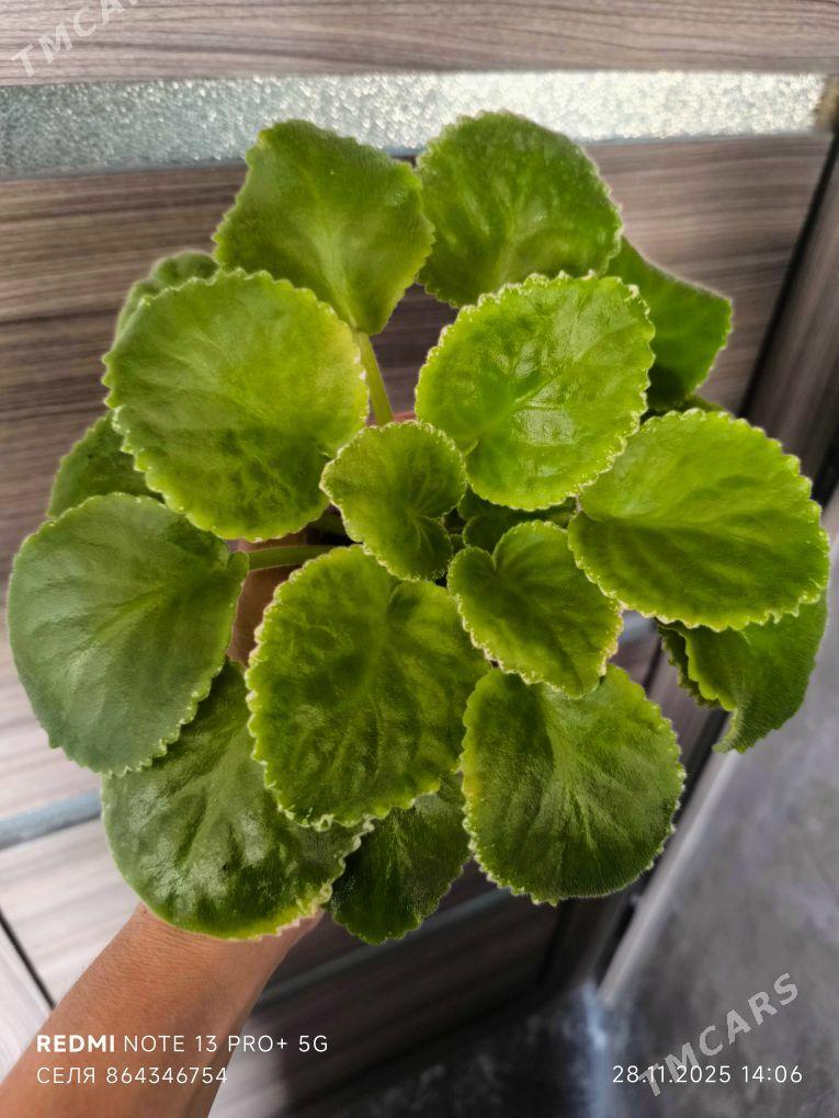 Фиалки - Mary - img 2