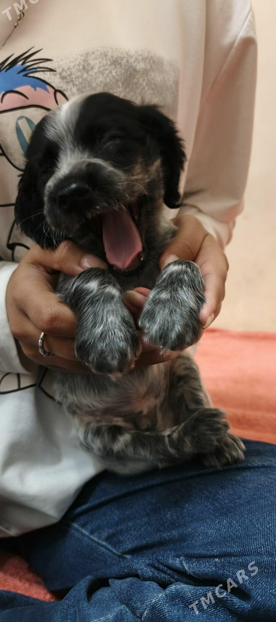 spanel ohotni - Daşoguz - img 2