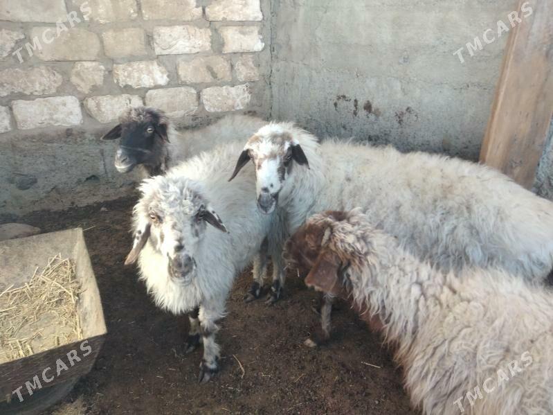 goyun tokly - Bereket - img 2