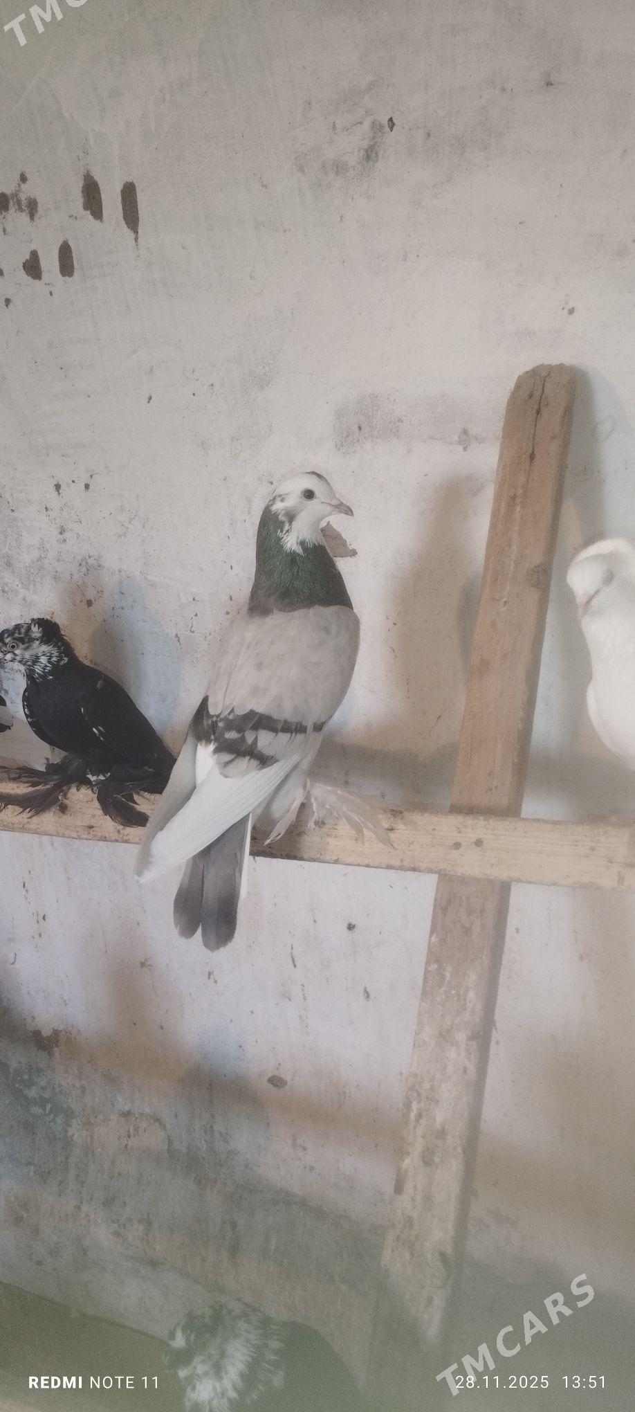 Kepderi - Мургап - img 4