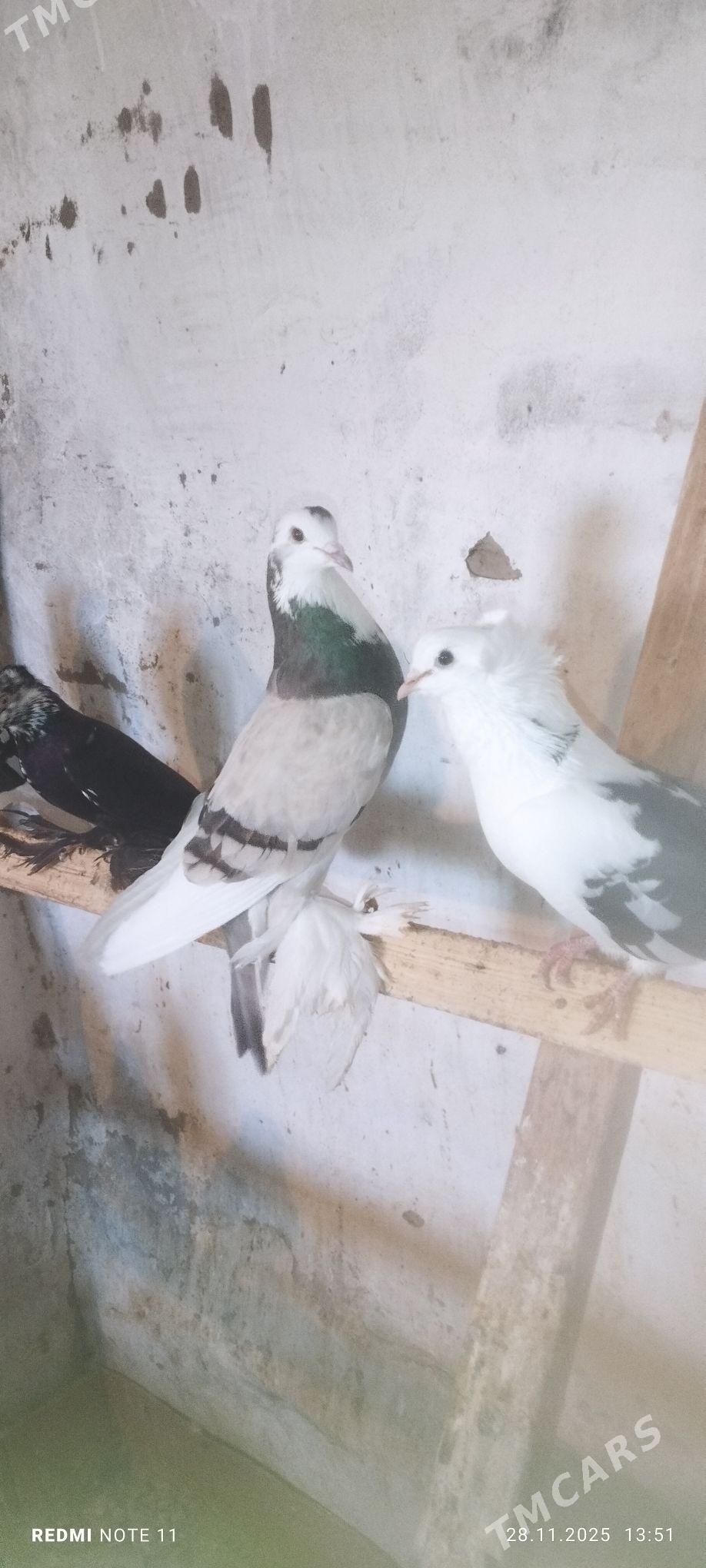 Kepderi - Мургап - img 2