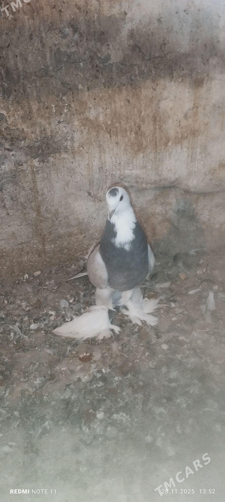 Kepderi - Мургап - img 5