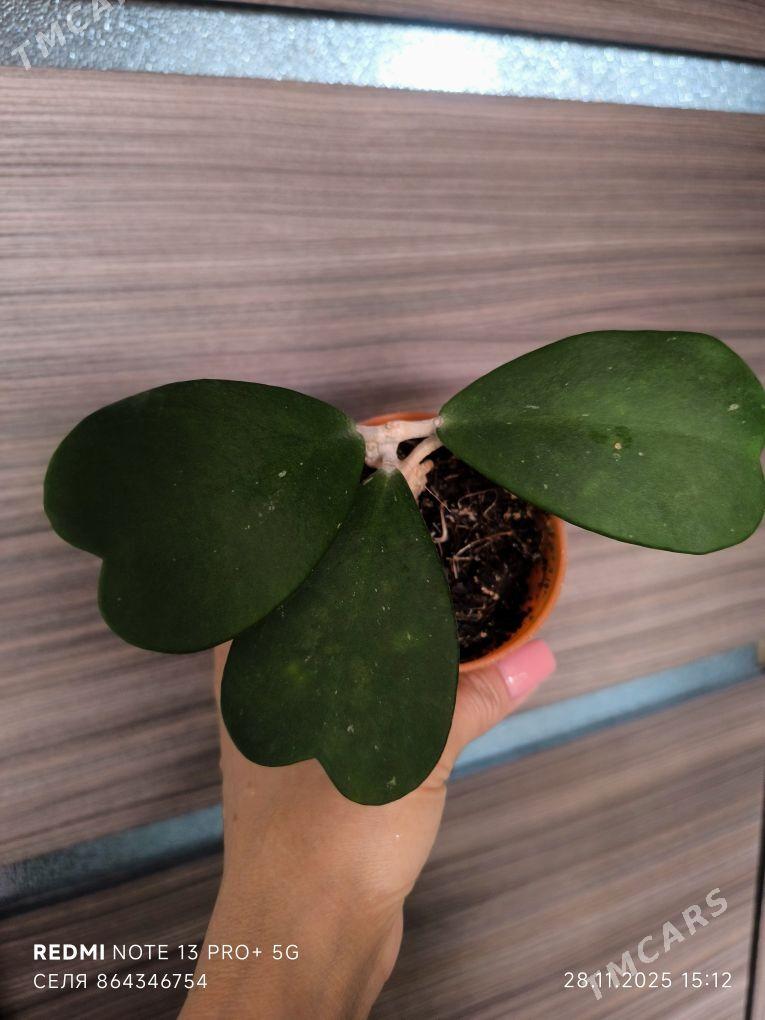 Хойя - Мары - img 1