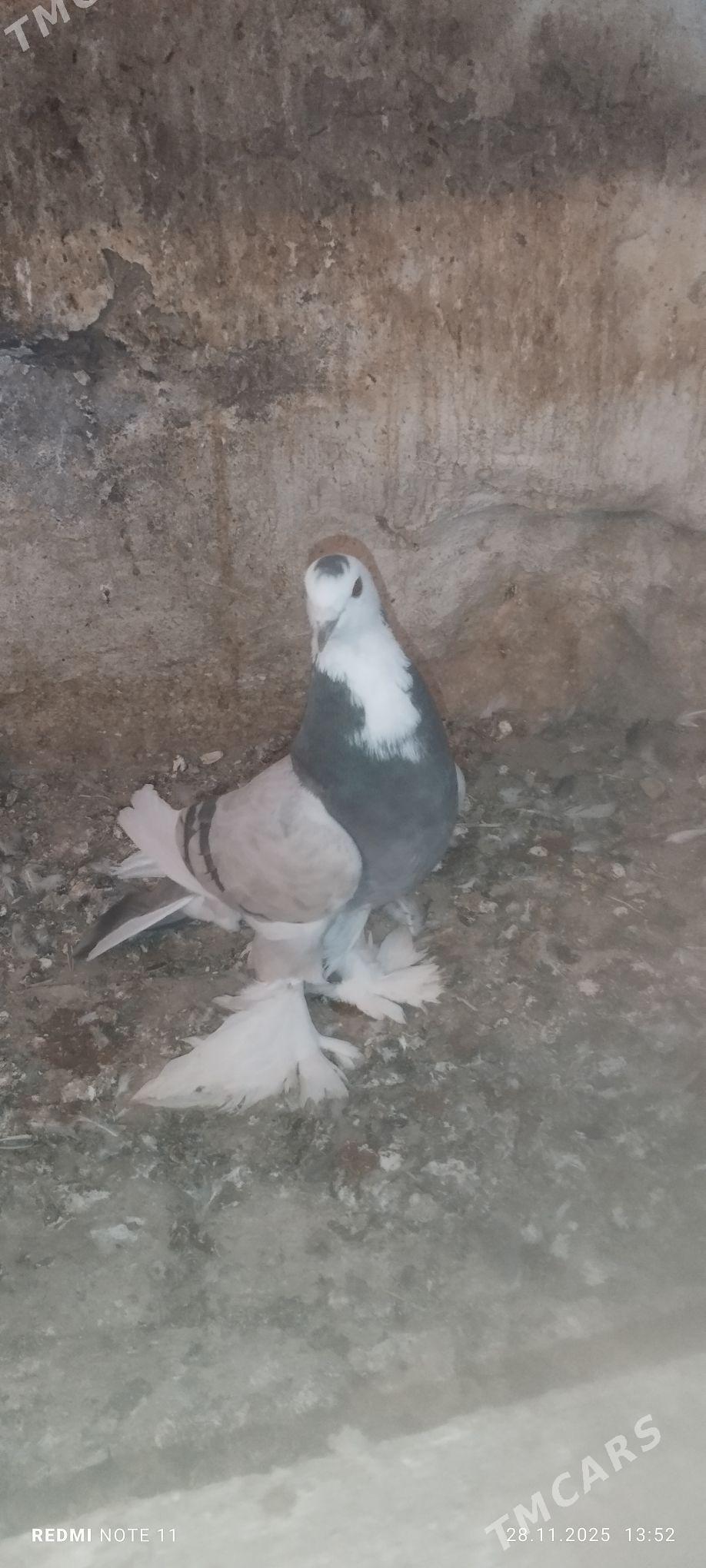 Kepderi - Мургап - img 3