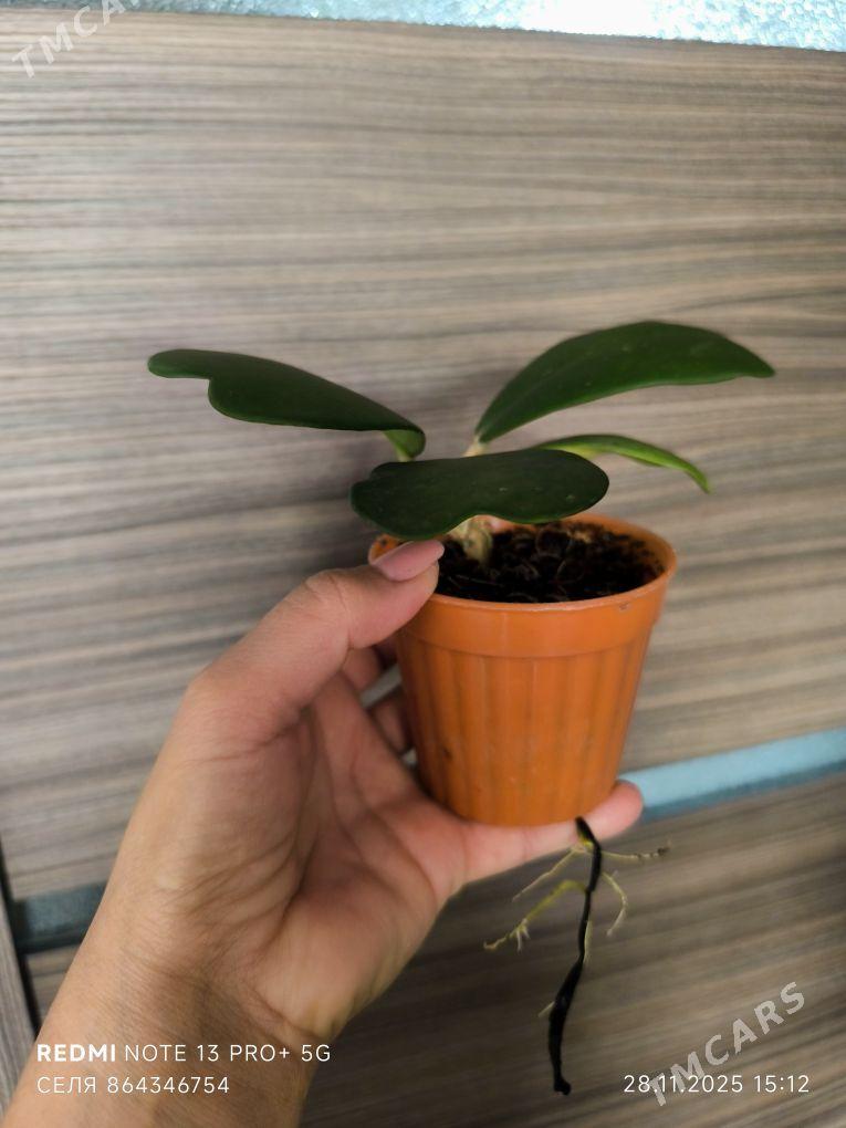 Хойя - Мары - img 2