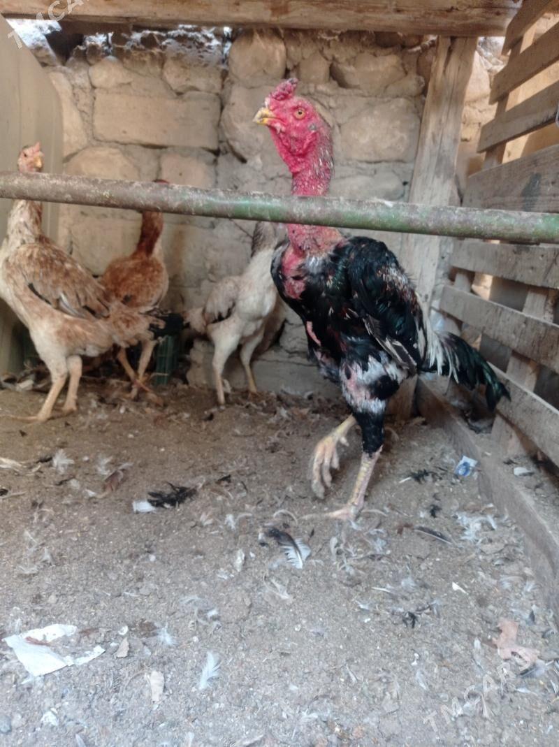 taskent horaz - Balkanabat - img 2