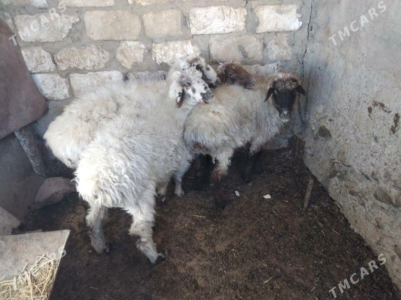 goyun tokly - Bereket - img 3