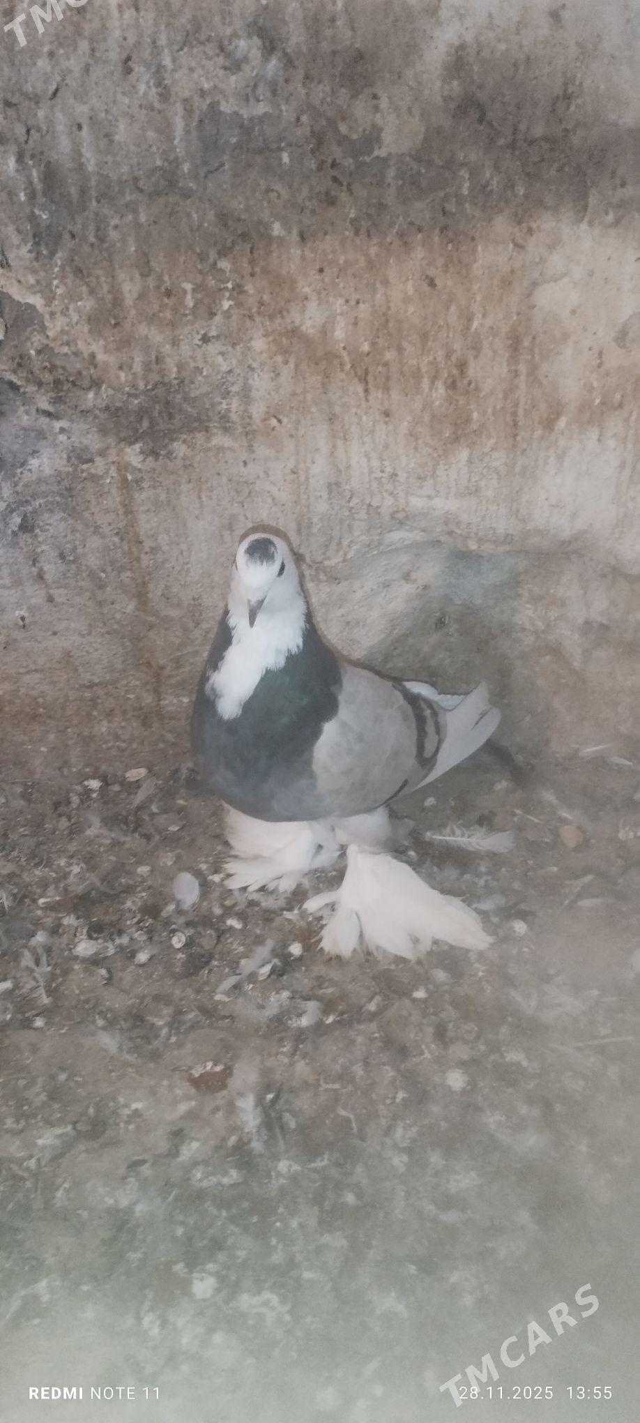 Kepderi - Мургап - img 6