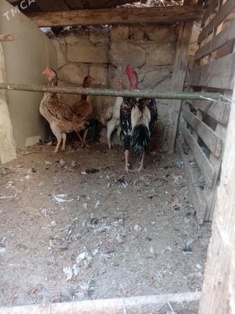 taskent horaz - Balkanabat - img 3