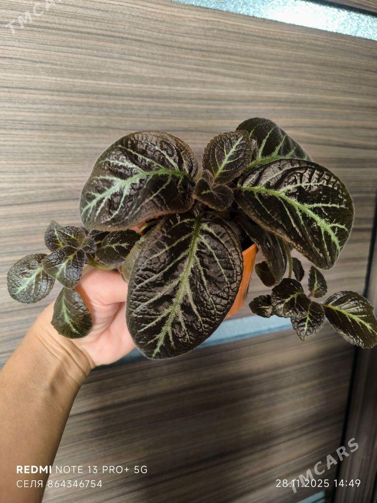 Эписция - Mary - img 2