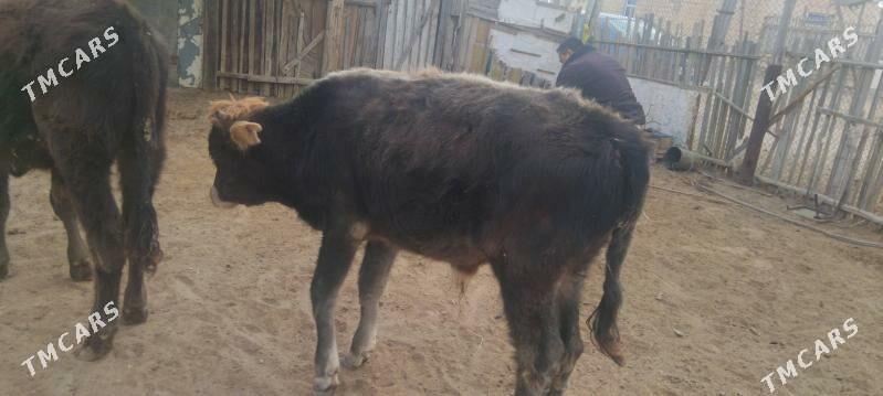 okuzceler - Туркменбаши - img 2