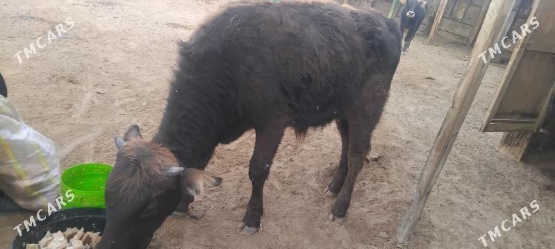 okuzceler - Туркменбаши - img 5