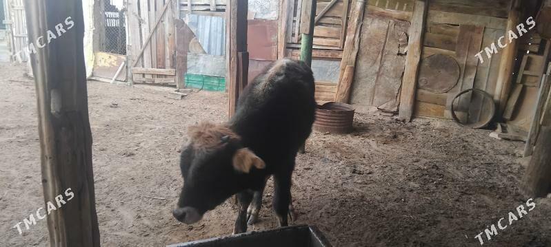 okuzceler - Туркменбаши - img 6