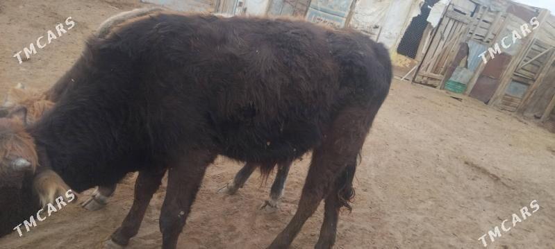 okuzceler - Туркменбаши - img 3