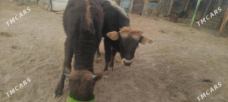 okuzceler - Туркменбаши - img 7