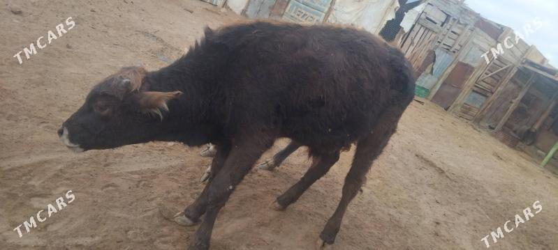 okuzceler - Туркменбаши - img 4