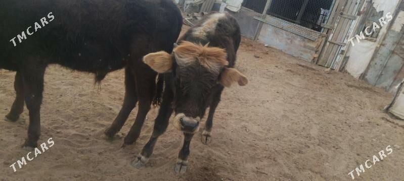 okuzceler - Туркменбаши - img 8