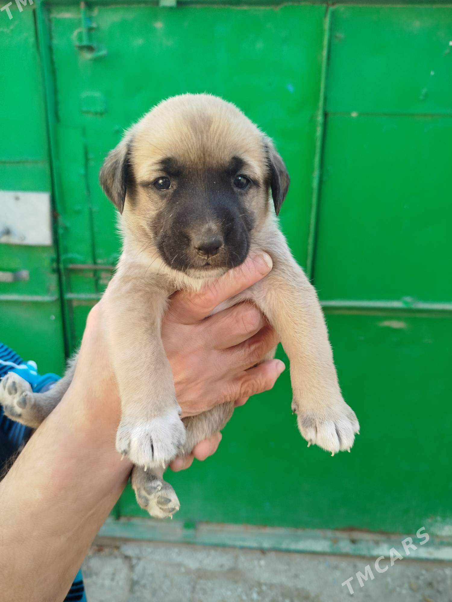 отдам - Türkmenbaşy - img 3