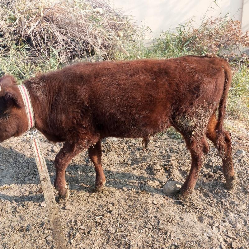 Окузчелер - Sakarçäge - img 2