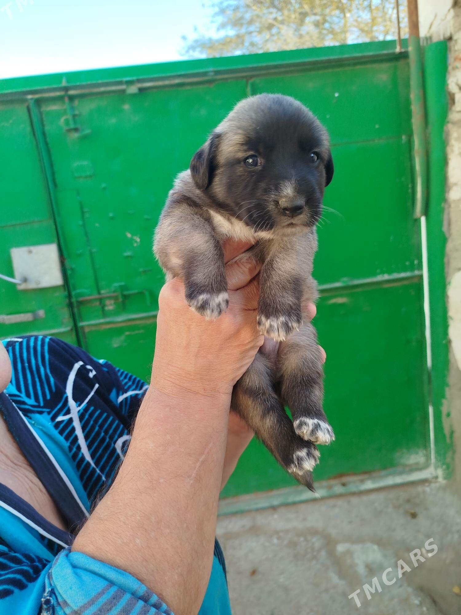 отдам - Türkmenbaşy - img 5