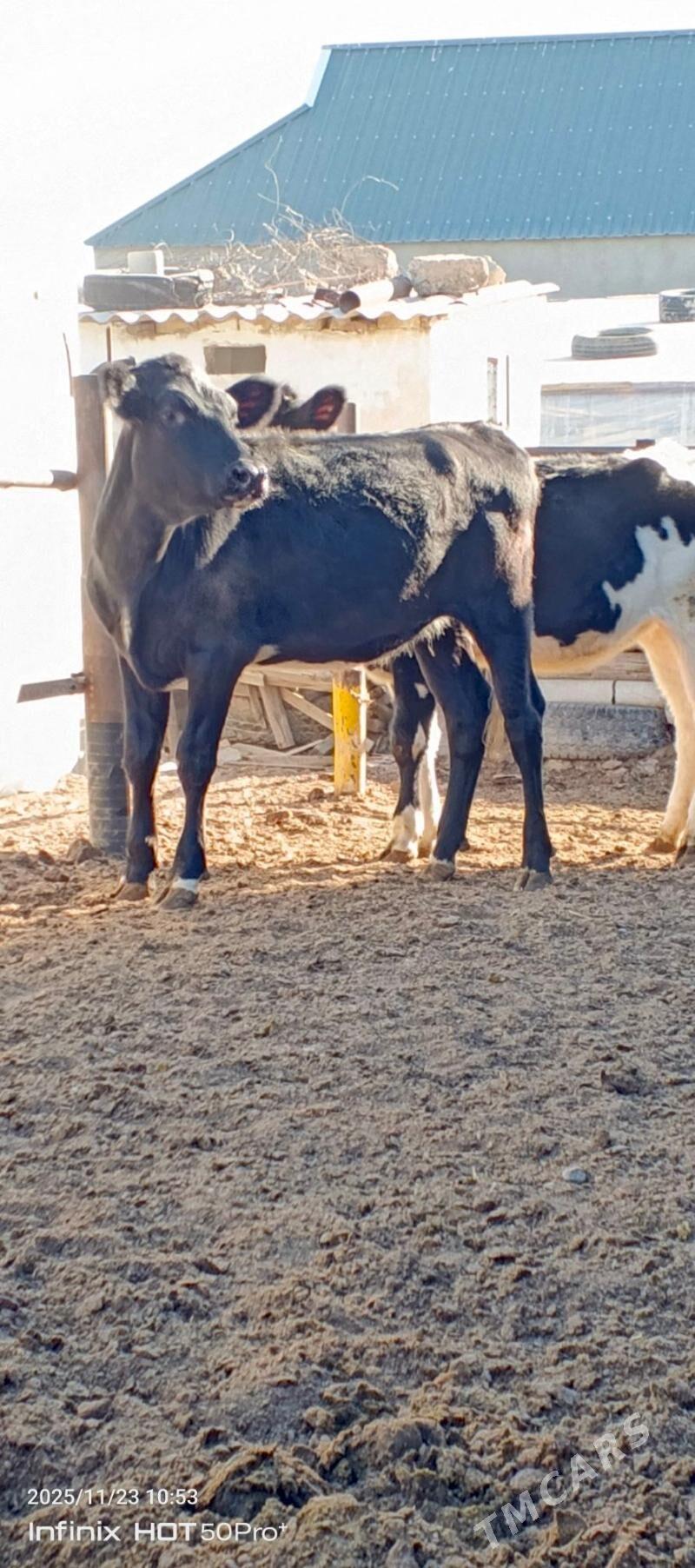 Gibrit tuweler - Herrikgala - img 1