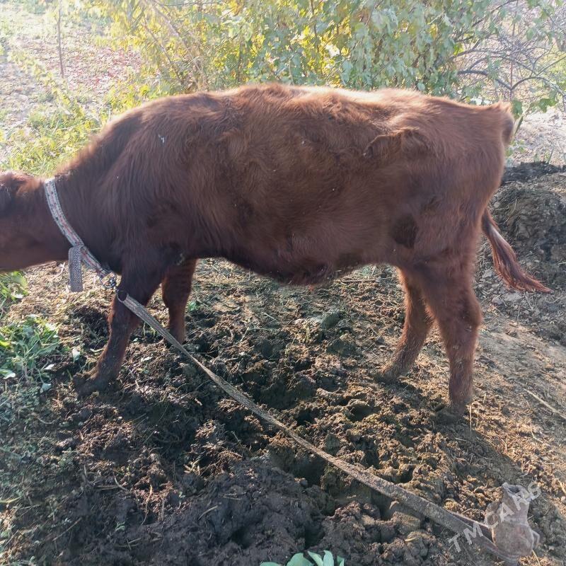 Окузчелер - Sakarçäge - img 5