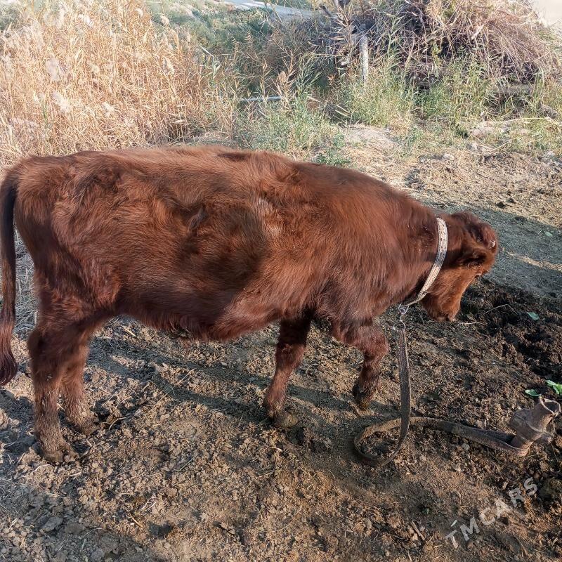 Окузчелер - Sakarçäge - img 1