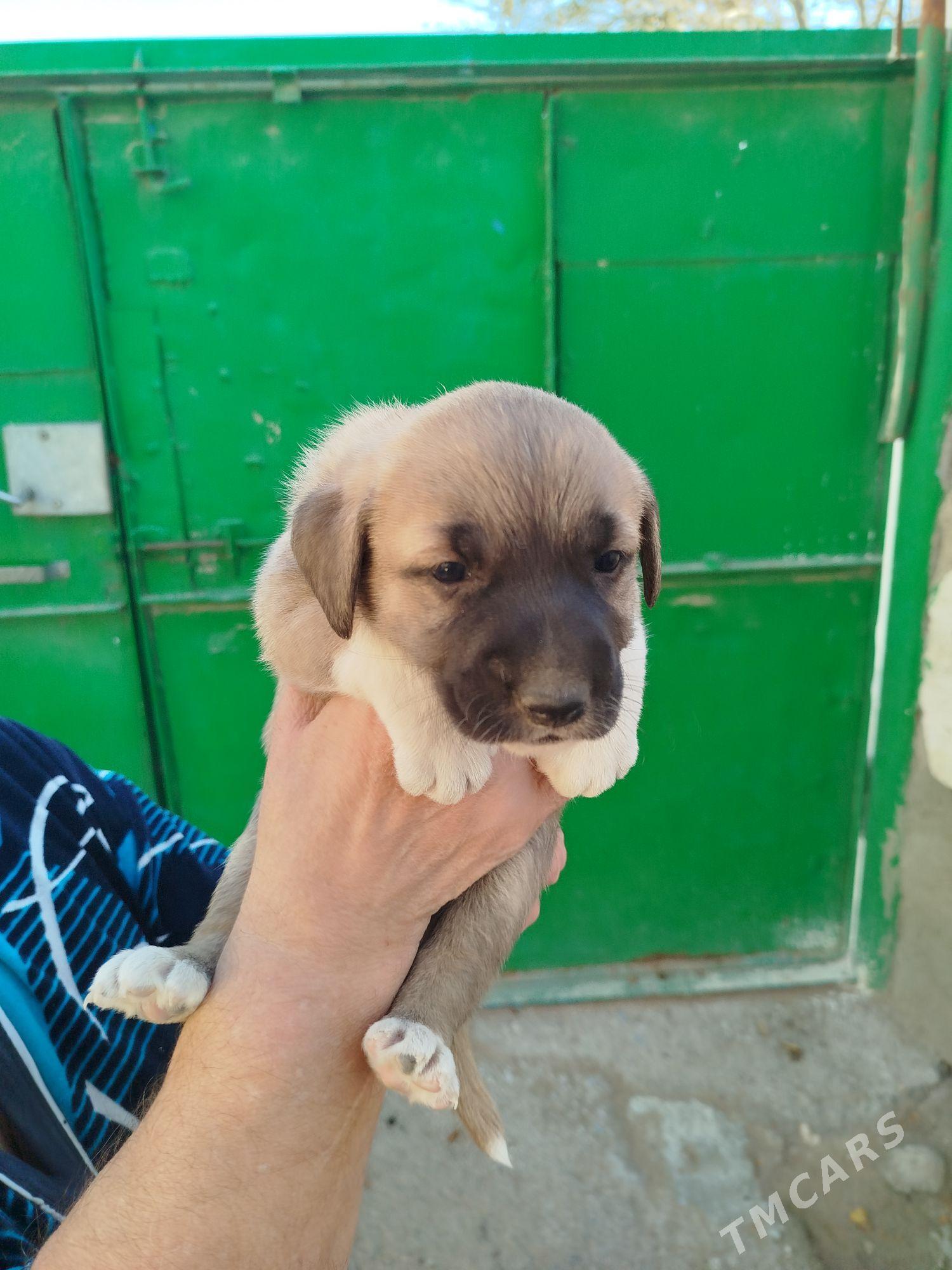 отдам - Türkmenbaşy - img 6