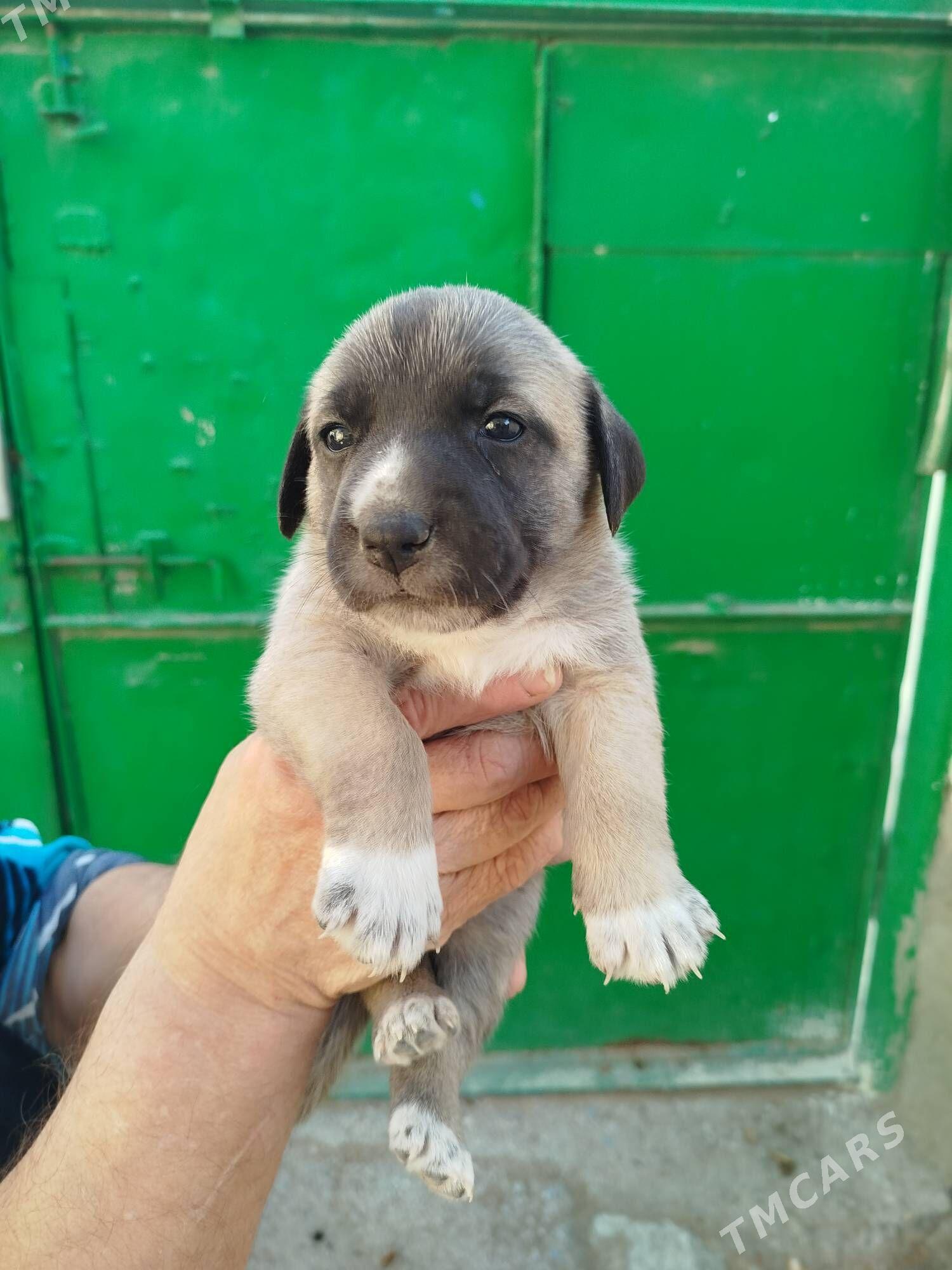 отдам - Türkmenbaşy - img 4