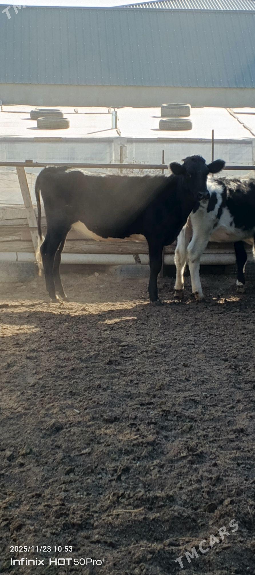 Gibrit tuweler - Herrikgala - img 4